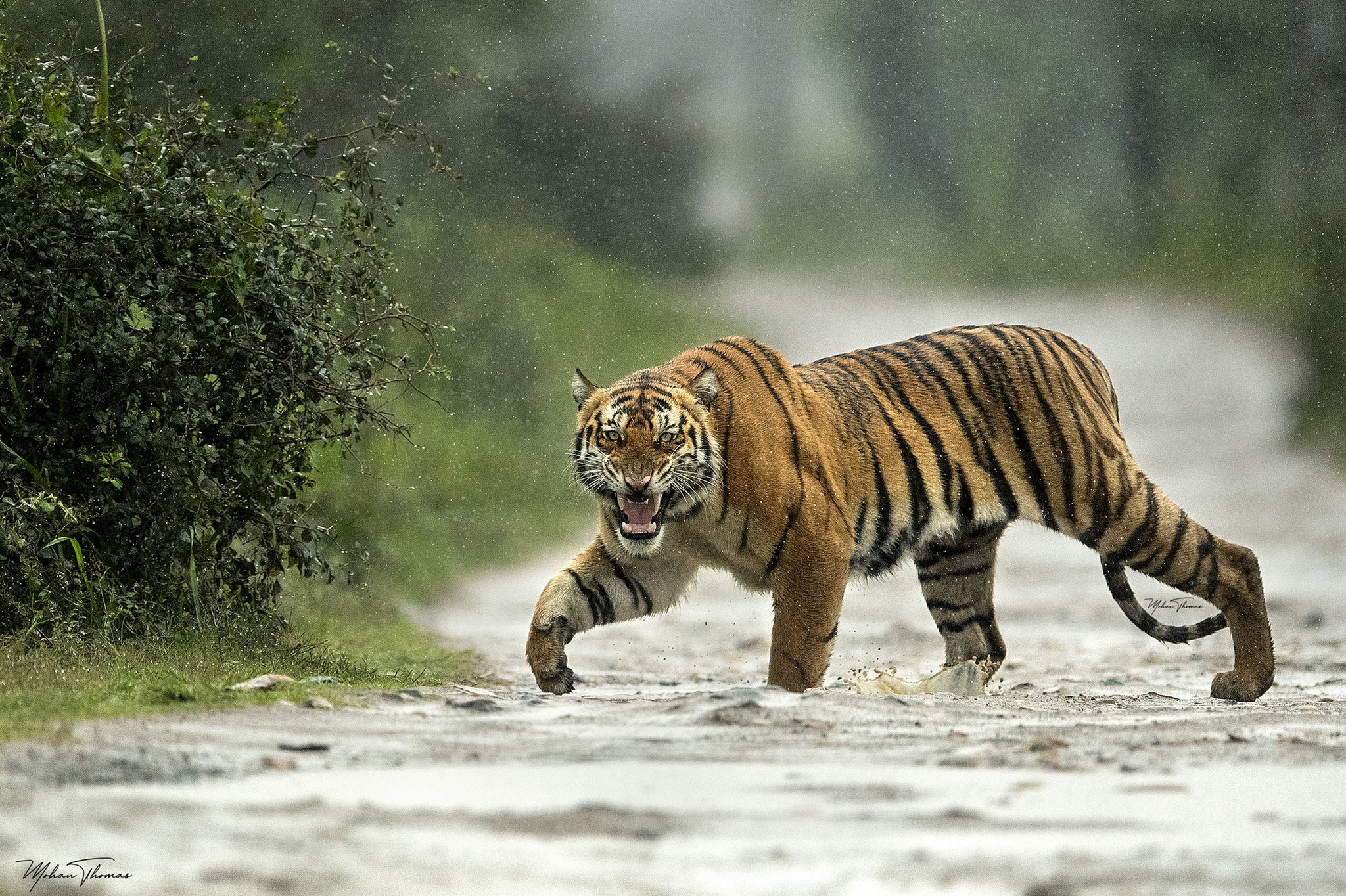 Kaziranga tiger