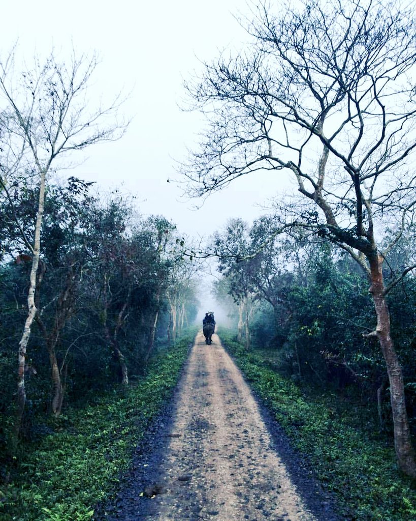 Kaziranga trail