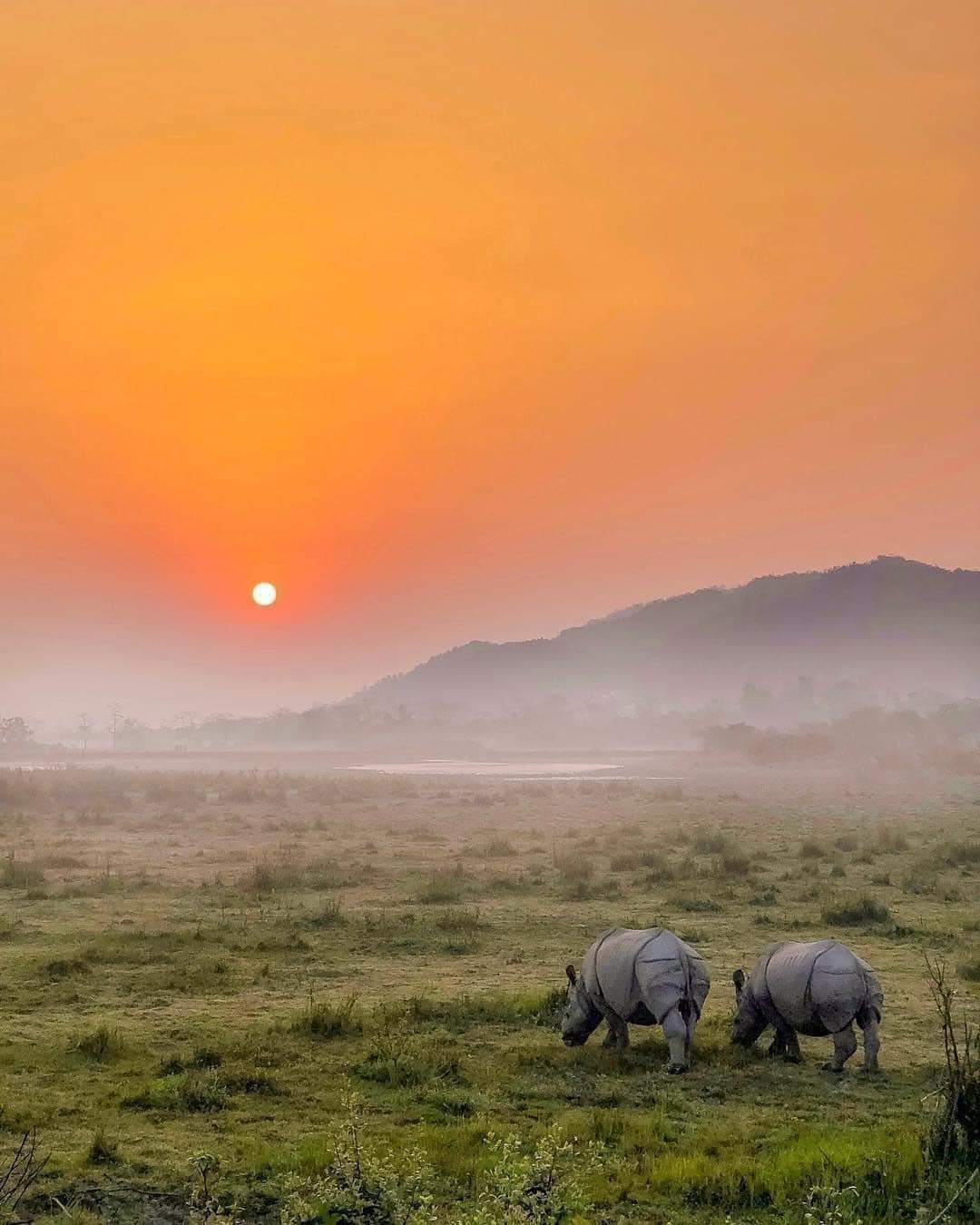 Kaziranga